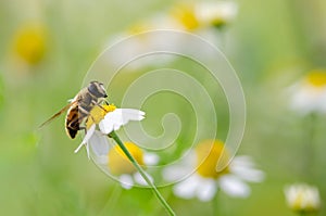 Honey Bee On Daisy Flower, Close Up Macro