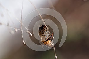 Honey bee dancing on a string of dry grass