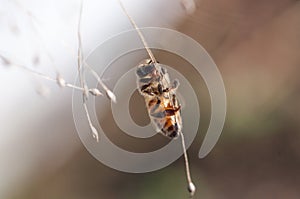 Honey bee dancing on a string of dry grass