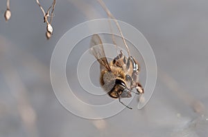 Honey bee dancing on a string of dry grass