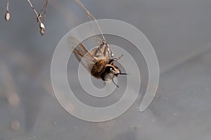 Honey bee dancing on a string of dry grass