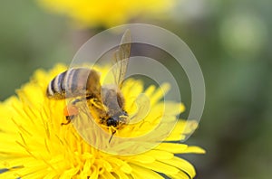 Honey bee on a dandelion