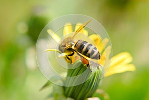 A honey bee on a dandelion flower