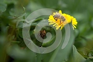 Honey bee on dandelion. Honey bee pollinating on spring meadow