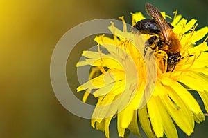 Honey bee on dandelion. Honey bee pollinating on spring meadow