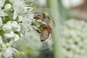 Honeybee on leek flower