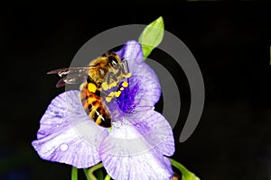 Honey bee on a dayflower photo