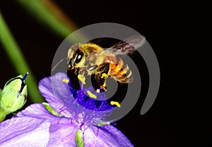 Honey bee on a dayflower photo
