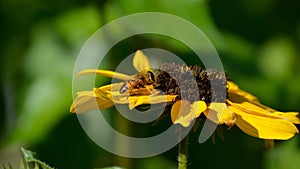 Honey bee detail