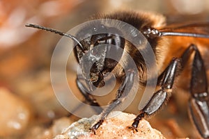 Honey Bee drinking in close