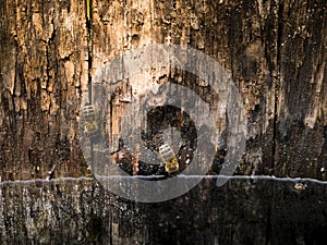 Honey bee drinking in an old wine barrel