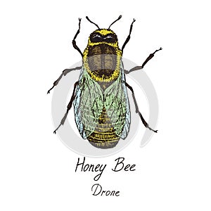 Honey bee drone male, high quality vintage engraved color illustration style, hand drawn doodle, sketch, vector