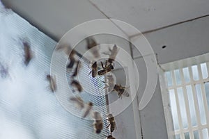 Honey bee drones on walls of the adversary before sperm collection. Artificial insemination of queen bees. Directions of