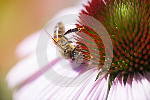Honey bee on Echinacea.