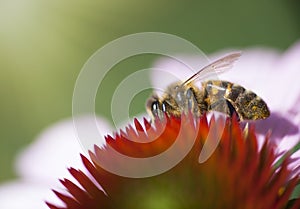 Honey bee on Echinacea.