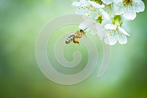 Honey bee enjoying blossoming cherry tree