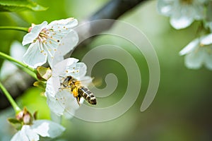 Honey bee enjoying blossoming cherry tree