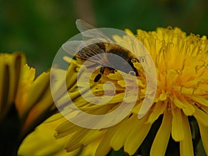 Honey bee eusocial flying insect within the genus Apis of bee clade, all native to Eurasia known for their construction of perenn
