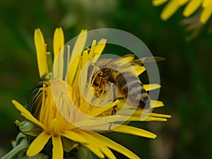 Honey bee eusocial flying insect within the genus Apis of bee clade, all native to Eurasia known for their construction of perenn