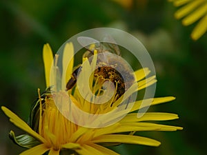 Honey bee eusocial flying insect within the genus Apis of bee clade, all native to Eurasia known for their construction of perenn