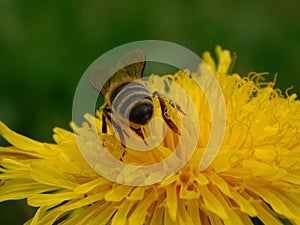 Honey bee eusocial flying insect within the genus Apis of bee clade, all native to Eurasia known for their construction of perenn