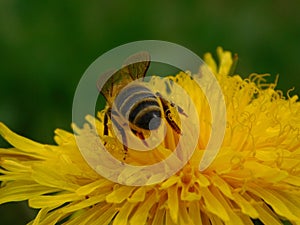 Honey bee eusocial flying insect within the genus Apis of bee clade, all native to Eurasia known for their construction of perenn