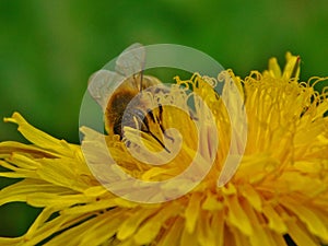 Honey bee eusocial flying insect within the genus Apis of bee clade, all native to Eurasia known for their construction of perenn