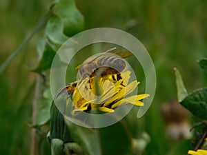 Honey bee eusocial flying insect within the genus Apis of bee clade, all native to Eurasia known for their construction of perenn