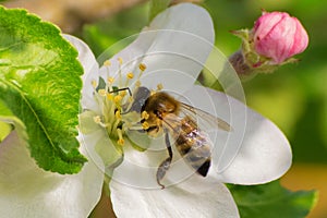 Honey bee, extracting nectar from fruit tree flower