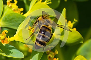 Honey bee, extracting nectar from fruit tree flower