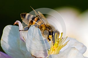 Honey bee, extracting nectar from fruit tree flower