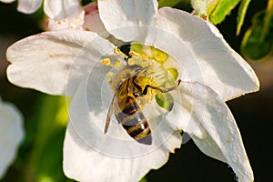 Honey bee, extracting nectar from fruit tree flower