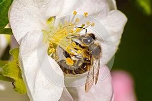 Honey bee, extracting nectar from fruit tree flower