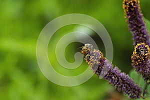 Honey bee on False Indigo bush