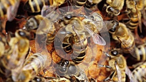 Honey Bee Farm. Wax cells, a honey bee colony, a honeycomb close up, beehive, beekeeping