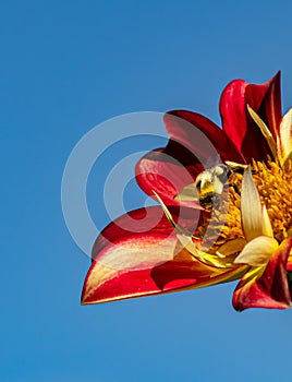 Honey bee feasts on beautiful red dahlias  flower in summer