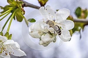 Honey bee feeding on a blooming cherry blossom. Beautiful nature scene with blooming tree and sun flare