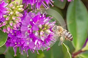 Honey Bee Feeding on Bright Purple Hebe Flowers, Gisborne, Victoria, Australia, December 2018