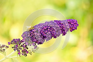 Buddliea davidii `Black Knight`