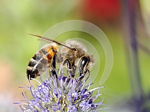 Honey bee feeding on flower