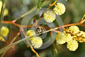 Honey bee feeding on golden wattle