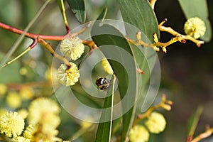 Honey bee feeding on golden wattle