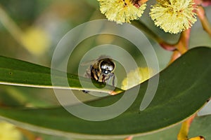 Honey bee feeding on golden wattle