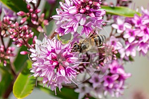 Honey Bee Feeding On Hebe Wiri Charm Flowers, Romsey, Victoria, Australia, November 2020