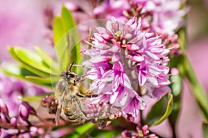 Honey Bee Feeding On Hebe Wiri Charm Flowers, Romsey, Victoria, Australia, November 2020