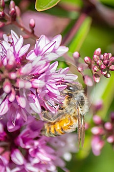 Honey Bee Feeding On Hebe Wiri Charm Flowers, Romsey, Victoria, Australia, November 2020