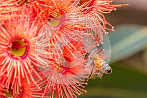 Honey Bee Feeding on Orange Eucalyptus Flowers, Riddells Creek, Victoria, Australia, January 2020