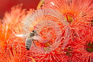 Honey Bee Feeding on Orange Eucalyptus Flowers, Riddells Creek, Victoria, Australia, January 2020