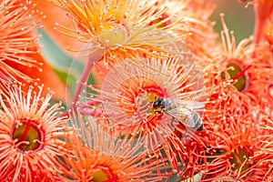 Honey Bee Feeding on Orange Eucalyptus Flowers, Riddells Creek, Victoria, Australia, January 2020