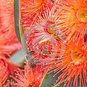 Honey Bee Feeding on Orange Eucalyptus Flowers, Riddells Creek, Victoria, Australia, January 2020